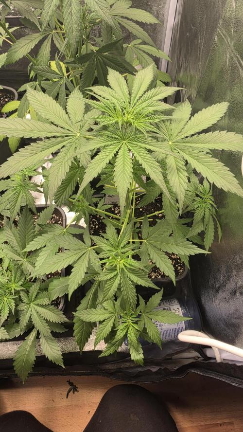Gorilla Cookies Auto. Week 3