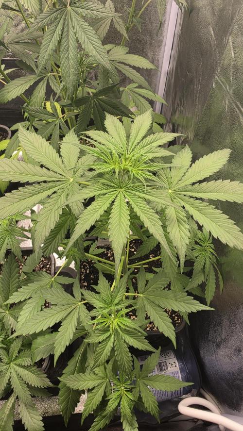 Gorilla Cookies Auto. Week 3