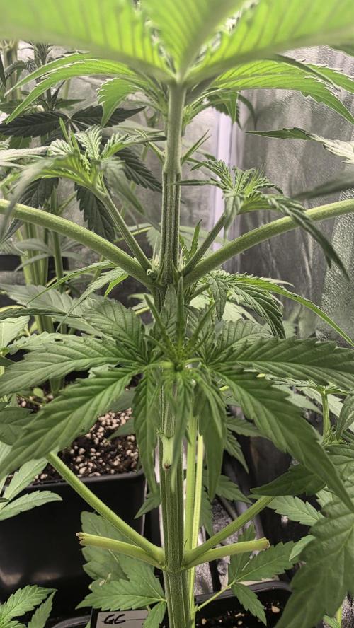 Gorilla Cookies Auto. Week 3
