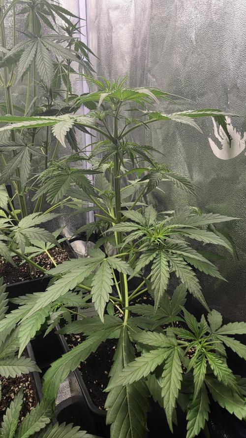 Gorilla Cookies Auto. Week 3