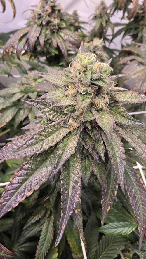 Biscotti Gelato. Week 17