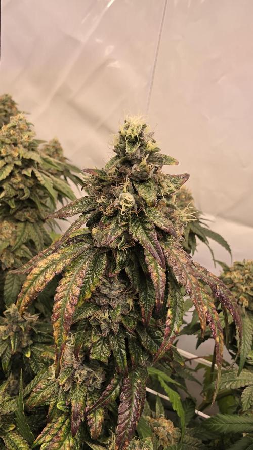 Biscotti Gelato. Week 17