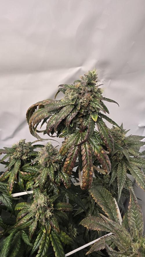 Biscotti Gelato. Week 17