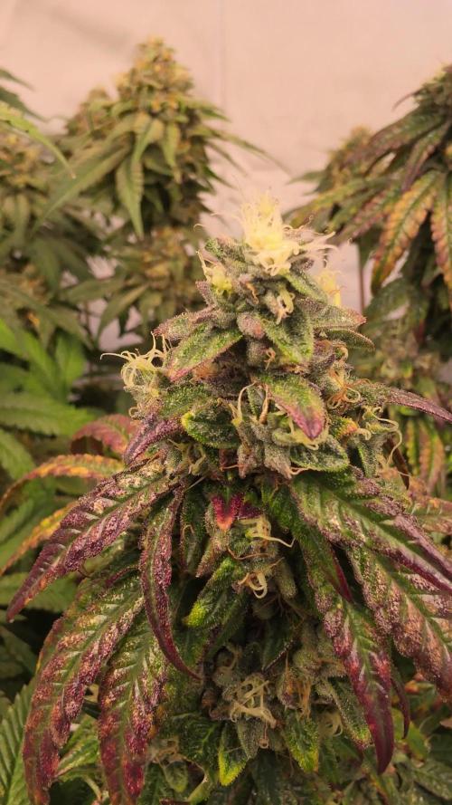Biscotti Gelato. Week 17