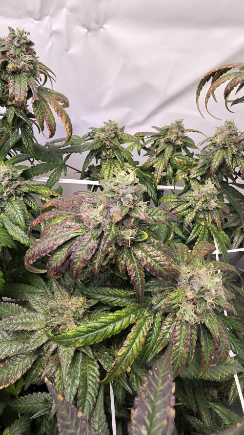 Biscotti Gelato. Week 17