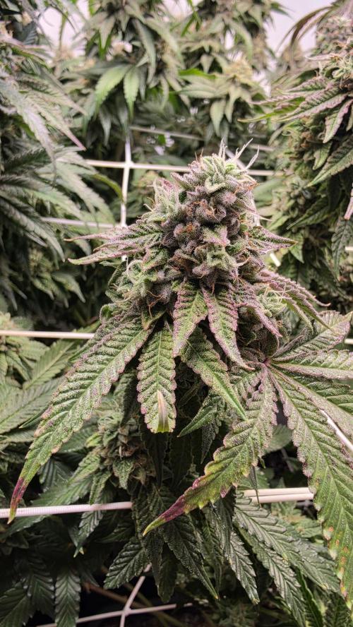 Z42. Week 17