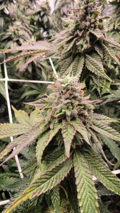 Z42. Week 17