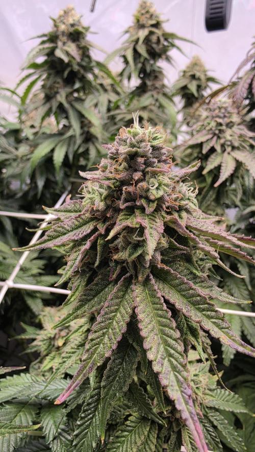 Z42. Week 17