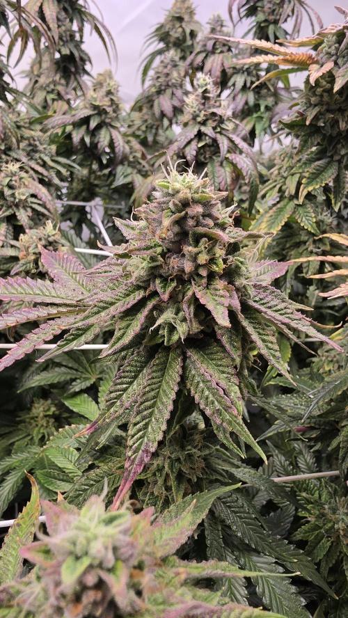 Z42. Week 17
