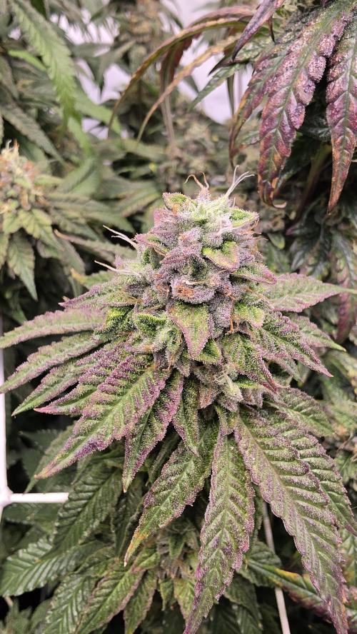 Z42. Week 17