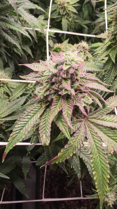 Z42. Week 17