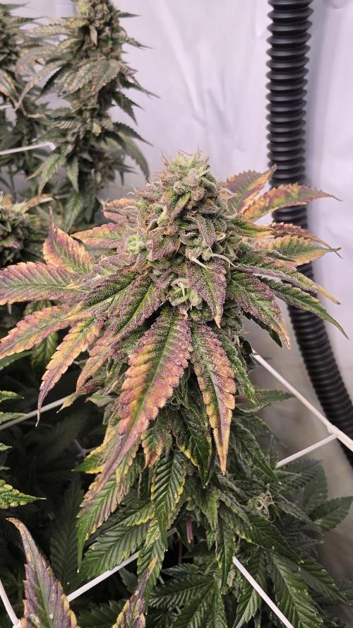 Z42. Week 17
