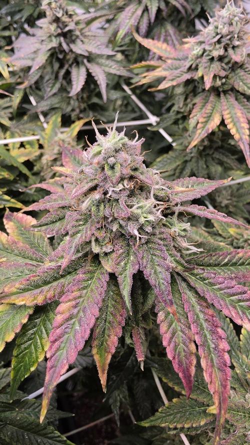 Z42. Week 17