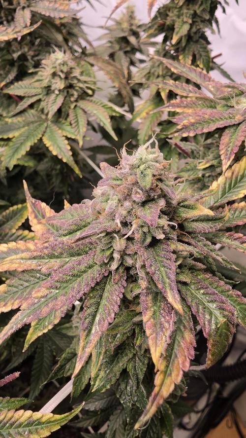 Z42. Week 17