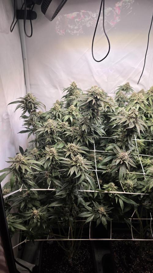 Papayton. Week 17
