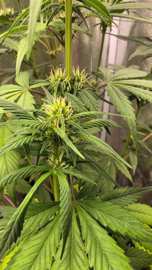 Strawberry Gorilla Auto RF3. Week 5