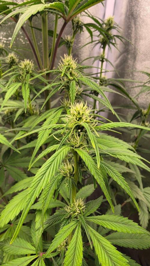 Strawberry Gorilla Auto RF3. Week 5