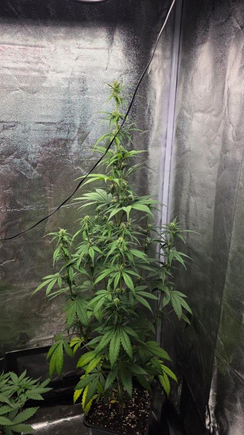 Strawberry Gorilla Auto RF3. Week 5
