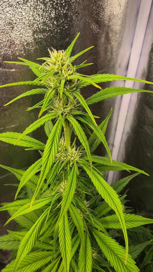 Strawberry Gorilla Auto RF3. Week 5