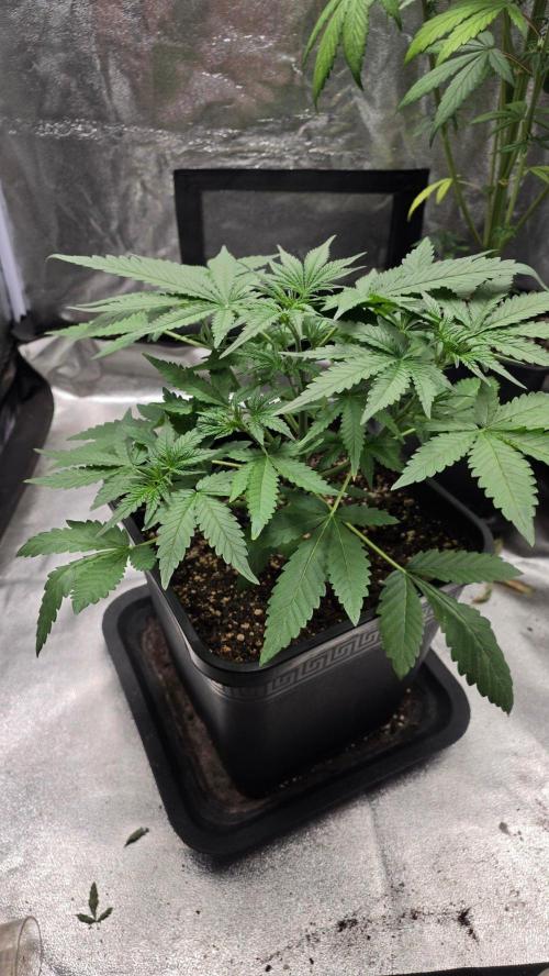 Cherry Cola Auto RF3. Week 3