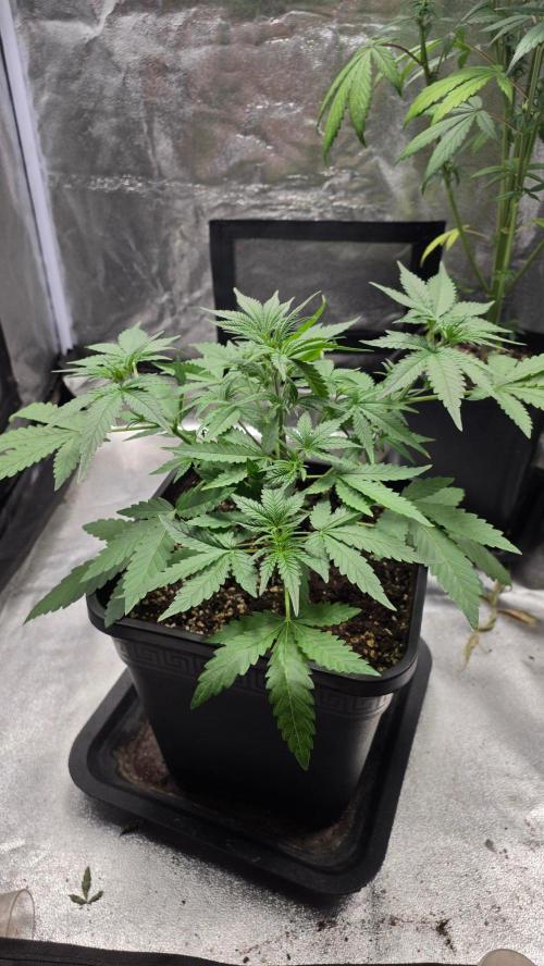 Cherry Cola Auto RF3. Week 3