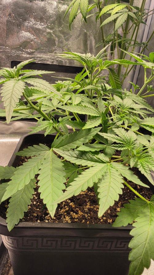 Cherry Cola Auto RF3. Week 3