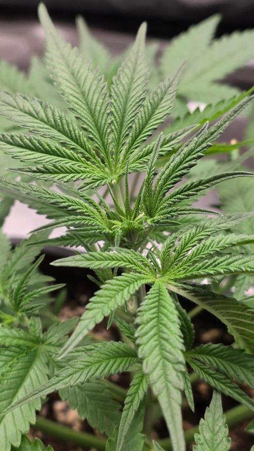 Cherry Cola Auto RF3. Week 3