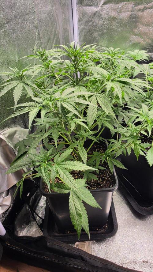 Apple Fritters Auto. Week 5