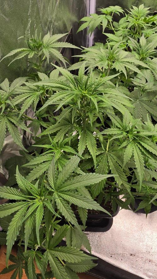 Apple Fritters Auto. Week 5