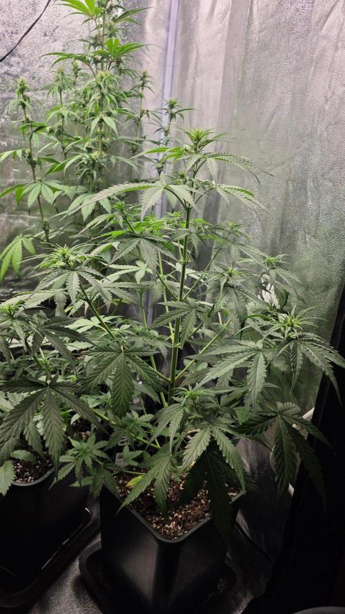 Gorilla Cookies Auto. Week 4