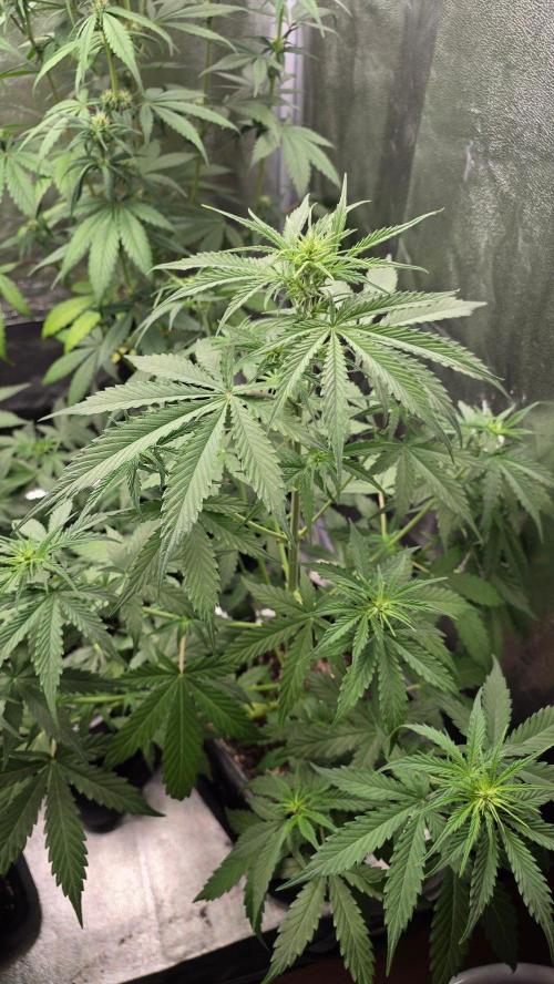 Gorilla Cookies Auto. Week 4
