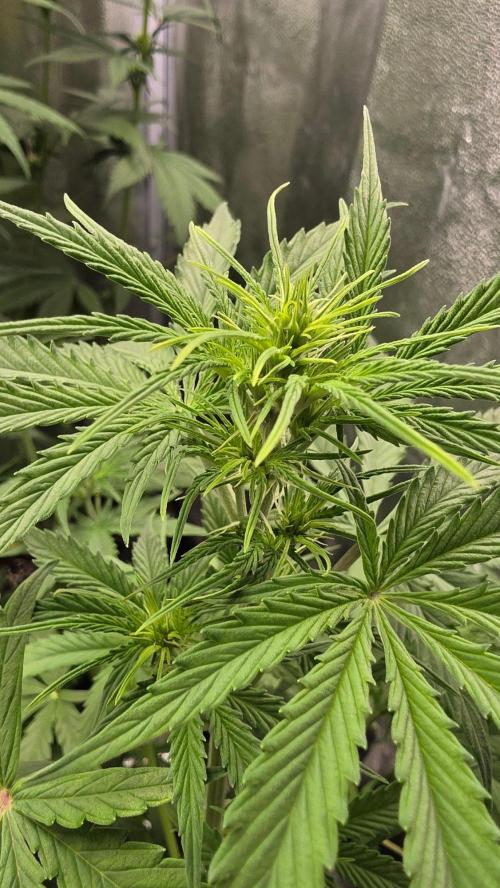 Gorilla Cookies Auto. Week 4