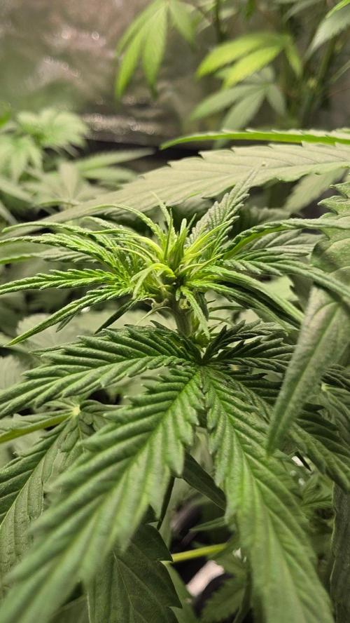 Gorilla Cookies Auto. Week 4