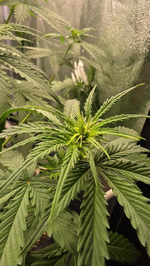Gorilla Cookies Auto. Week 4