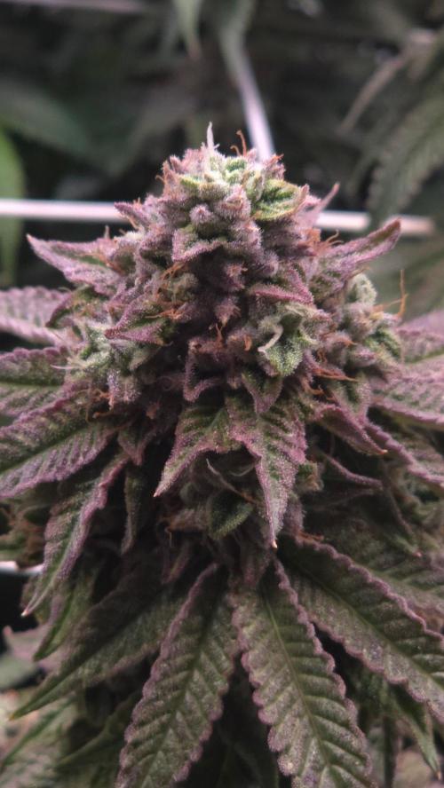 Z42. Week 18