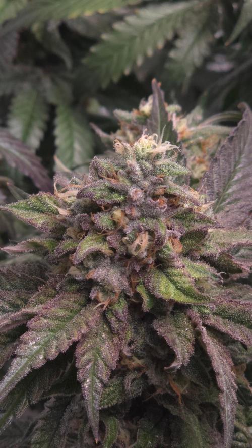 Z42. Week 18
