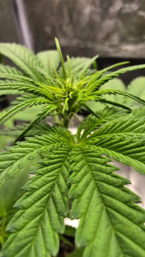 Cherry Cola Auto RF3. Week 4