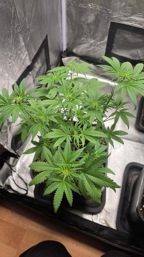 Cherry Cola Auto RF3. Week 4