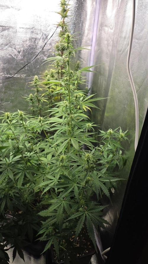 Gorilla Cookies Auto. Week 5