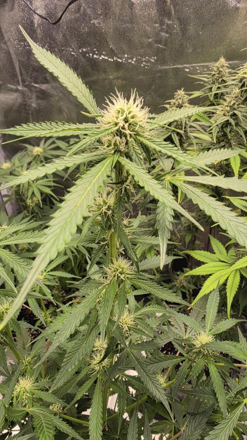 Permanent Marker Auto. Week 7