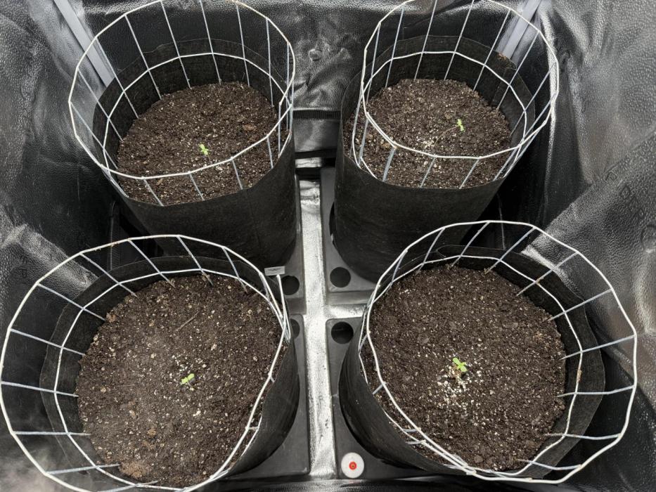 Spanish Moon S1. Week 0 - Planted 4 seeds directly in Coco Loco, watered once from above.
