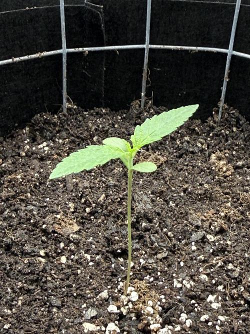 Spanish Moon S1. Week 1