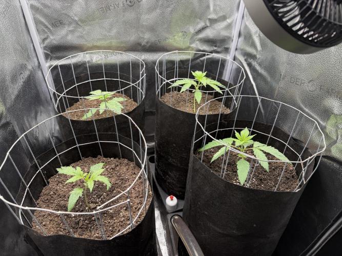 Spanish Moon S1. Week 2