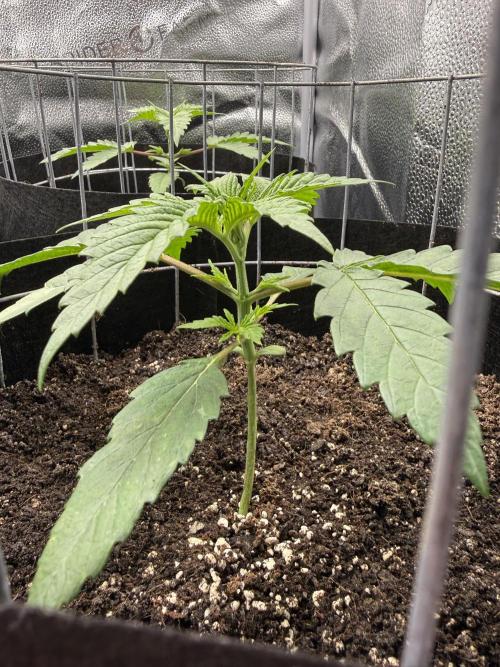 Spanish Moon S1. Week 2