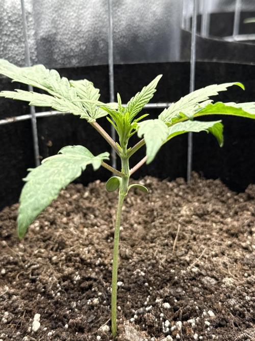 Spanish Moon S1. Week 2