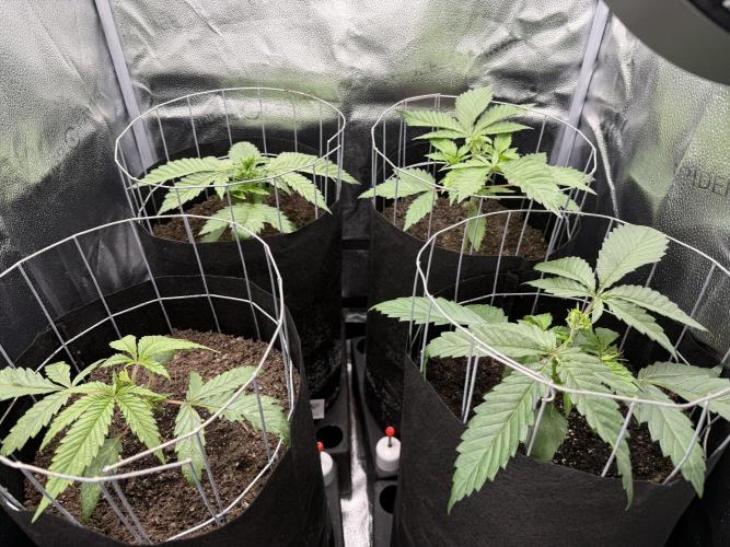 Spanish Moon S1. Week 3