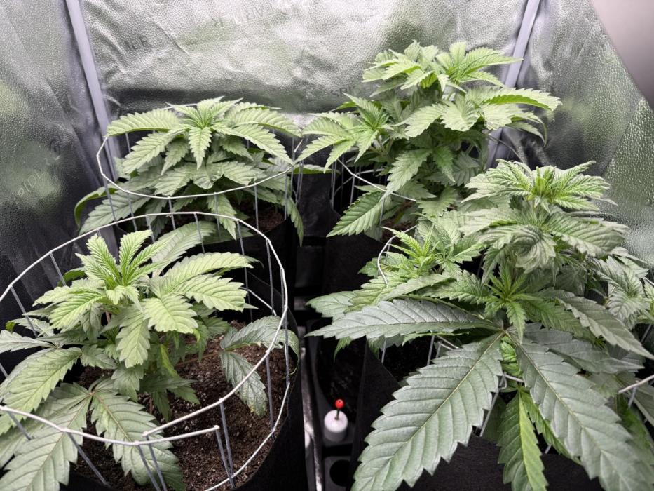 Spanish Moon S1. Week 4