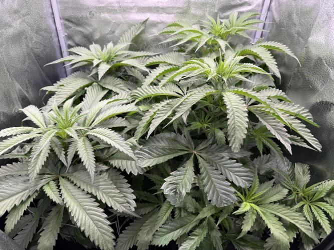 Spanish Moon S1. Week 5