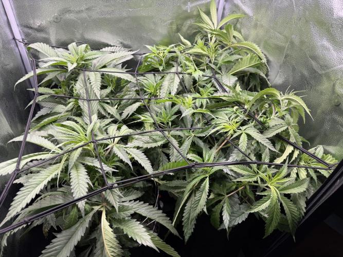 Spanish Moon S1. Week 5