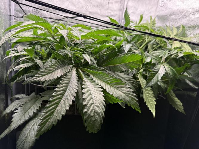 Spanish Moon S1. Week 5